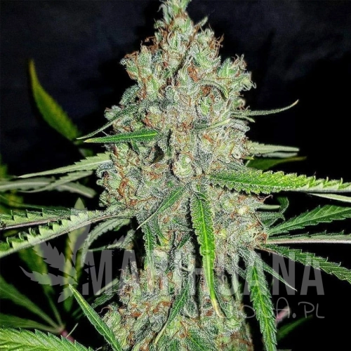 amnesia-hy-pro.jpg