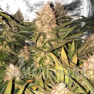 Strawberry Cough