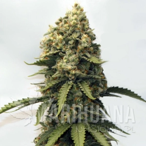 Strawberry Haze