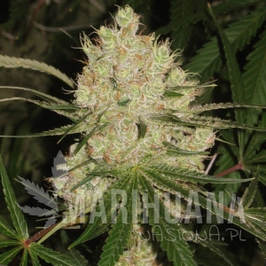 Cannalope Haze