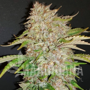 Strawberry Cough Auto 