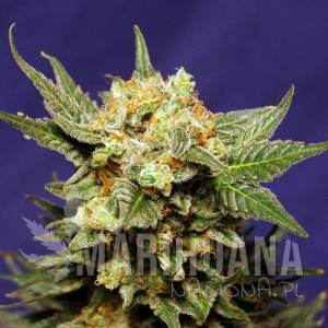 Strawberry Haze Auto