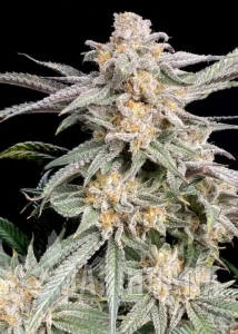 Beaver Cookies - ELEV8 SEEDS