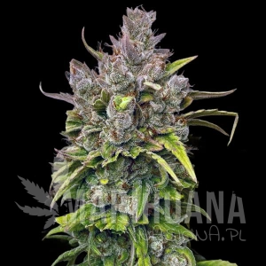 GMO Auto