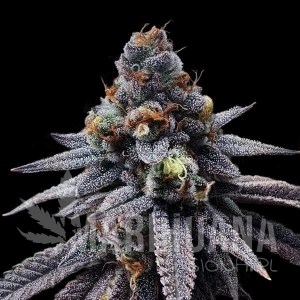 White Runtz Auto