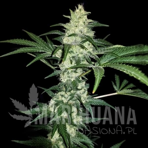 Mexican Sativa