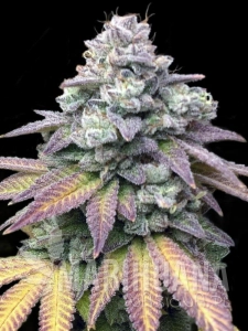 Gorilla Cookies
