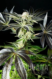 Apple & Bananas - KANNABIA SEED