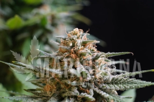 Candy Cream Go Fast - KANNABIA SEED