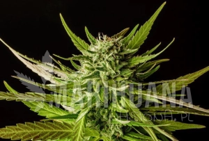 Dosidos - KANNABIA SEED