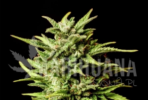 Break-Up Cake - KANNABIA SEED