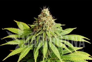 Hellfire OG - KANNABIA SEED