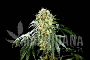 Oreoz USA - KANNABIA SEED