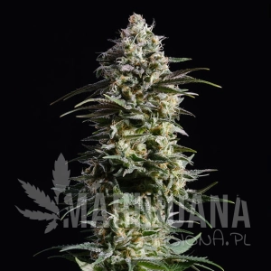 Pure Skunk Go Fast - KANNABIA SEED