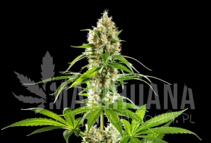Sunset Sherbet - KANNABIA SEED