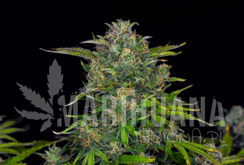 zkit-kandy-dream-auto-0-1.jpg