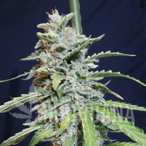 Super Watermelon Auto - EVA SEEDS
