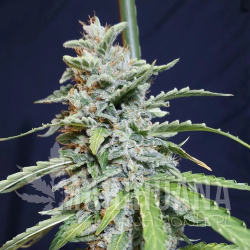 super-watermelon-auto.jpg