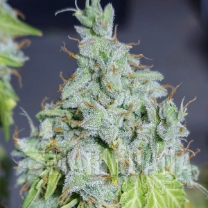 Magic Tree Auto - EVA SEEDS