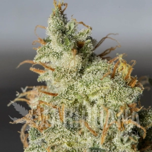 Orange Kush Auto - EVA SEEDS