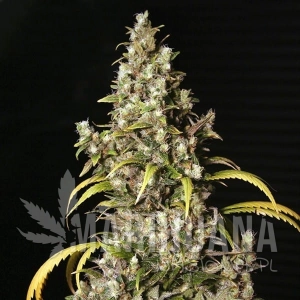 Monster CBD - EVA SEEDS