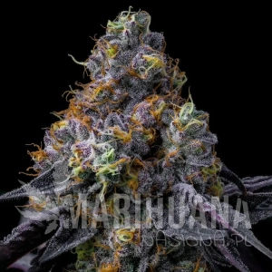 Super Boof - BARNEY'S FARM
