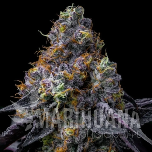 rainbow-sherbet-bf-seeds-1-100047-1.jpg