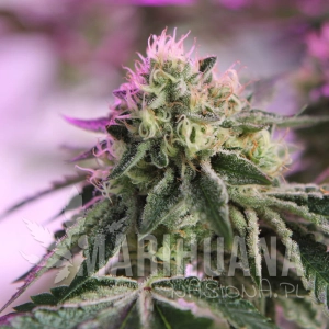 RS11 x Banana OG - BARNEY'S FARM