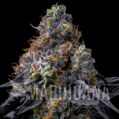 rainbow-sherbet-bf-seeds-1-100047-1.jpg