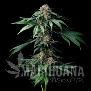 Mendo Breath - BARNEY'S FARM