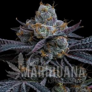 White Runtz - BARNEY'S FARM