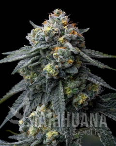 Jealousy - BARNEY'S FARM