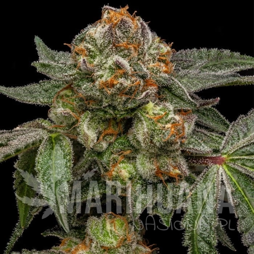 zake-feminized-cannabis-seeds.jpg