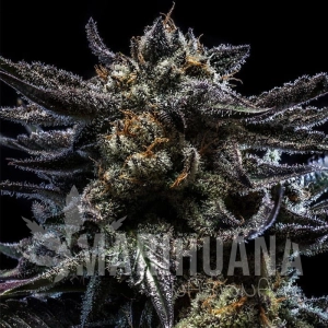 Zombie Kush Auto - RIPPER SEEDS
