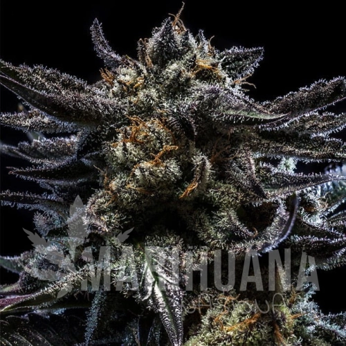 zombie-kush-auto-feminized-cannabis-seeds.jpg