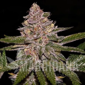 Radical Juice Auto - RIPPER SEEDS