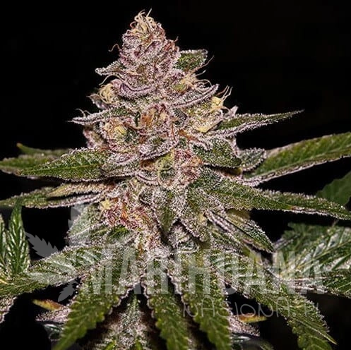 radical-juice-auto_17887_20230207184625398965_.jpg