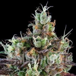 Sour Ripper Auto - RIPPER SEEDS