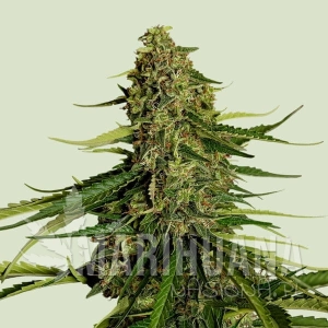 Gaia F1 - ROYAL QUEEN SEEDS