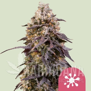 Sticky Queen - ROYAL QUEEN SEEDS