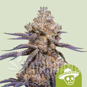 Mexican Rush Auto - ROYAL QUEEN SEEDS