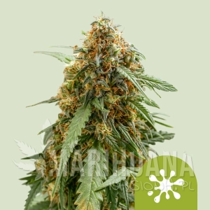 Sticky Queen Auto - ROYAL QUEEN SEEDS