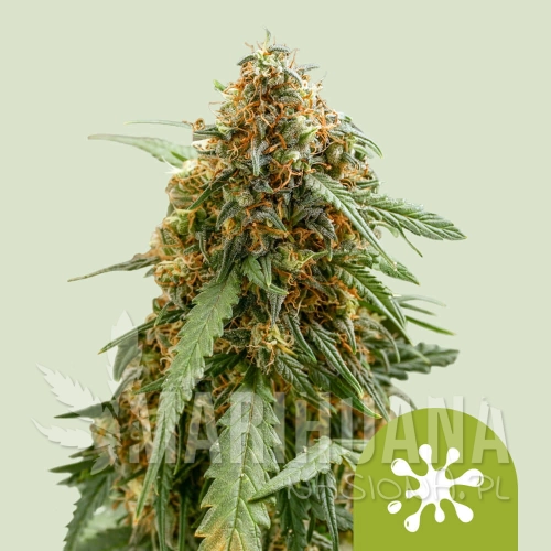 sticky-queen-automatic.jpg