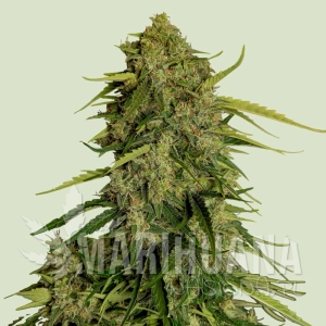 Atlas F1 - ROYAL QUEEN SEEDS