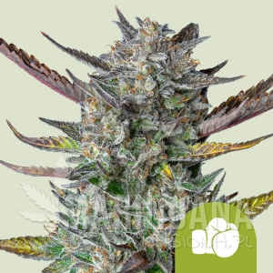 Purple Punch - ROYAL QUEEN SEEDS