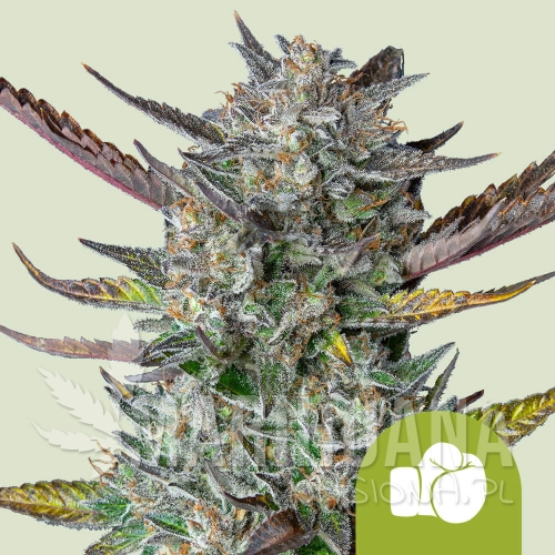 purple-punch-automatic.jpg