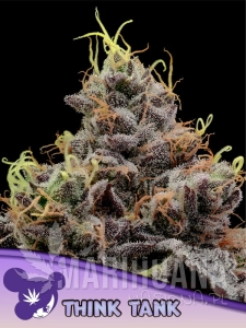 Think Tank - ANESIA SEEDS