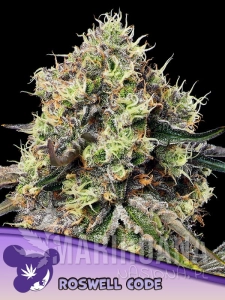 Roswell Code - ANESIA SEEDS