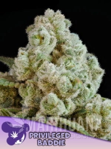 Privileged Baddie - ANESIA SEEDS