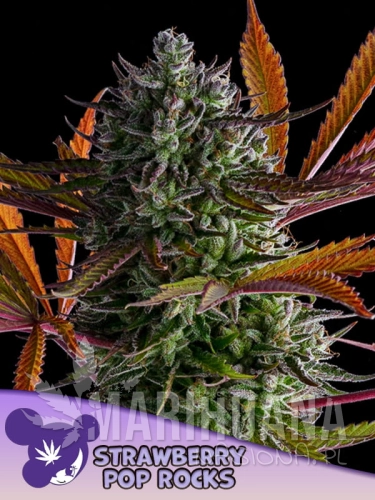 Strawberry-Pop-Rocks-600x800-1.jpg
